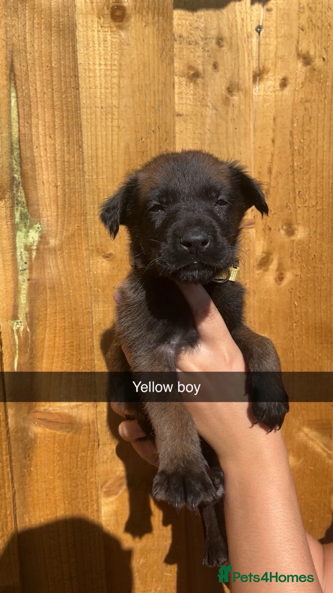 Belgian Shepherd Dog dogs for sale: Belgium malinois pups - Advert 1