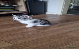 Persian cats for sale: Two loveable Persian kittens  - Image 21