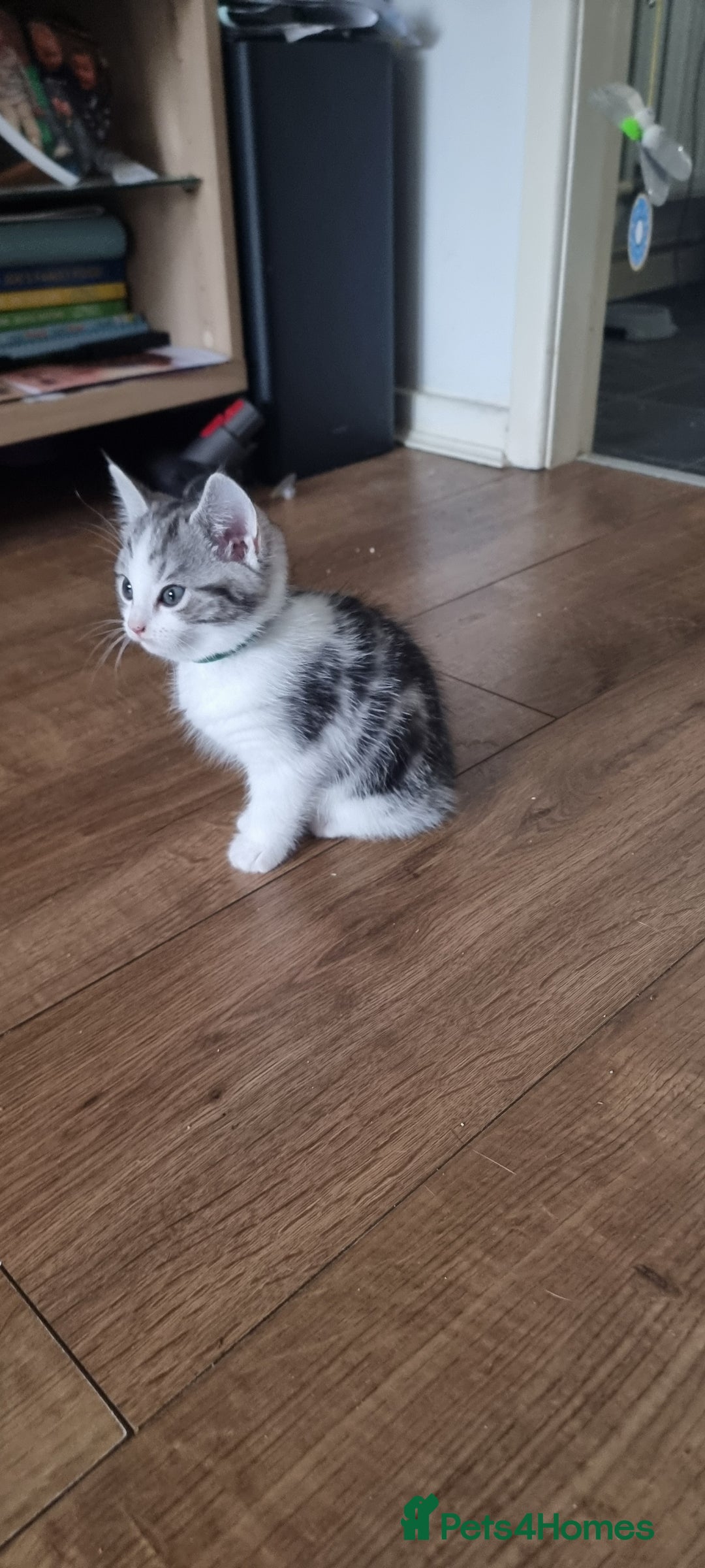Persian cats for sale: Two loveable Persian kittens  - Image 21