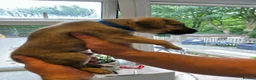 Lurcher dogs for sale: Lurcher in Halifax - Advert 15