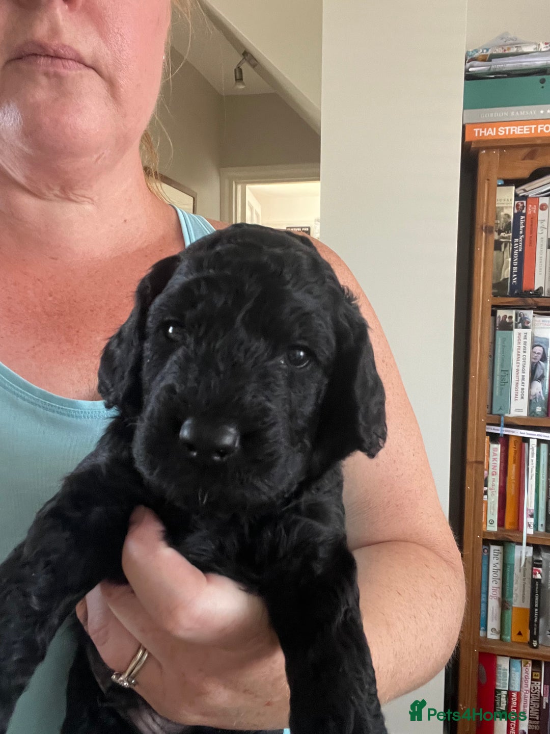 Cockapoo dogs for sale: Cockerpoo- beautiful Merle ready to go in Gillingham - Image 8