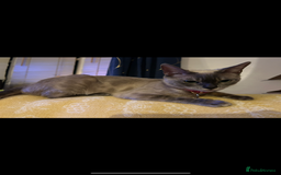 Bengal cats for sale: Beautiful Blue Mink Bengal Girl - Image 3