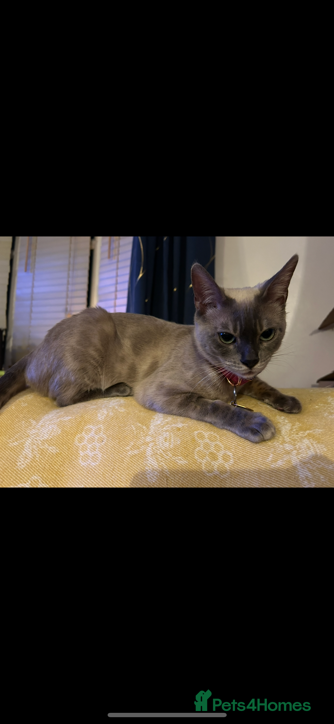 Bengal cats for sale: Beautiful Blue Mink Bengal Girl - Image 3