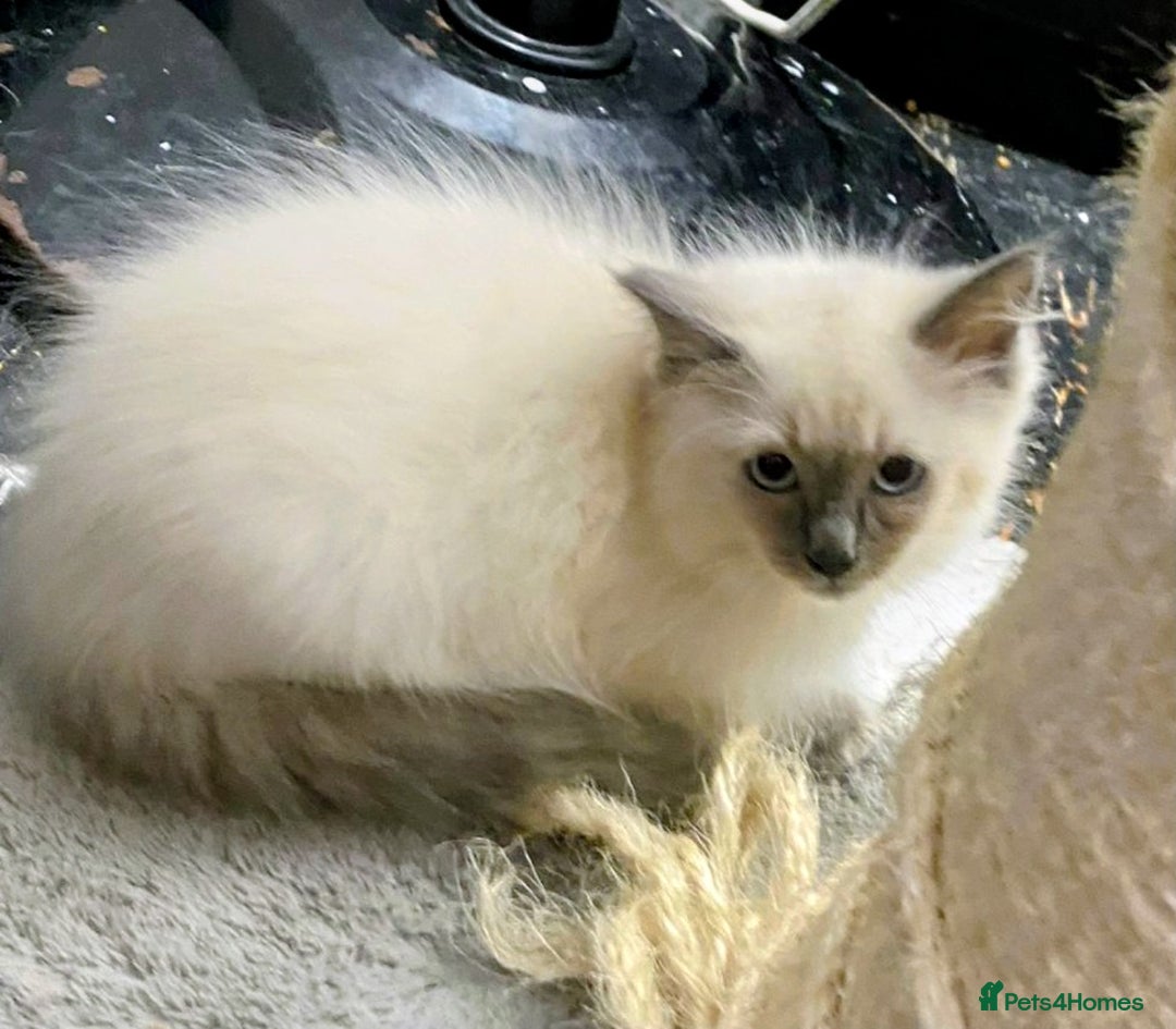 Ragdoll cats for sale: Pedigree Ragdolls for sale £495 - Image 4