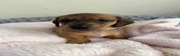 Miniature Dachshund dogs for sale: 5 beautiful miniature dachshund  - Advert 28
