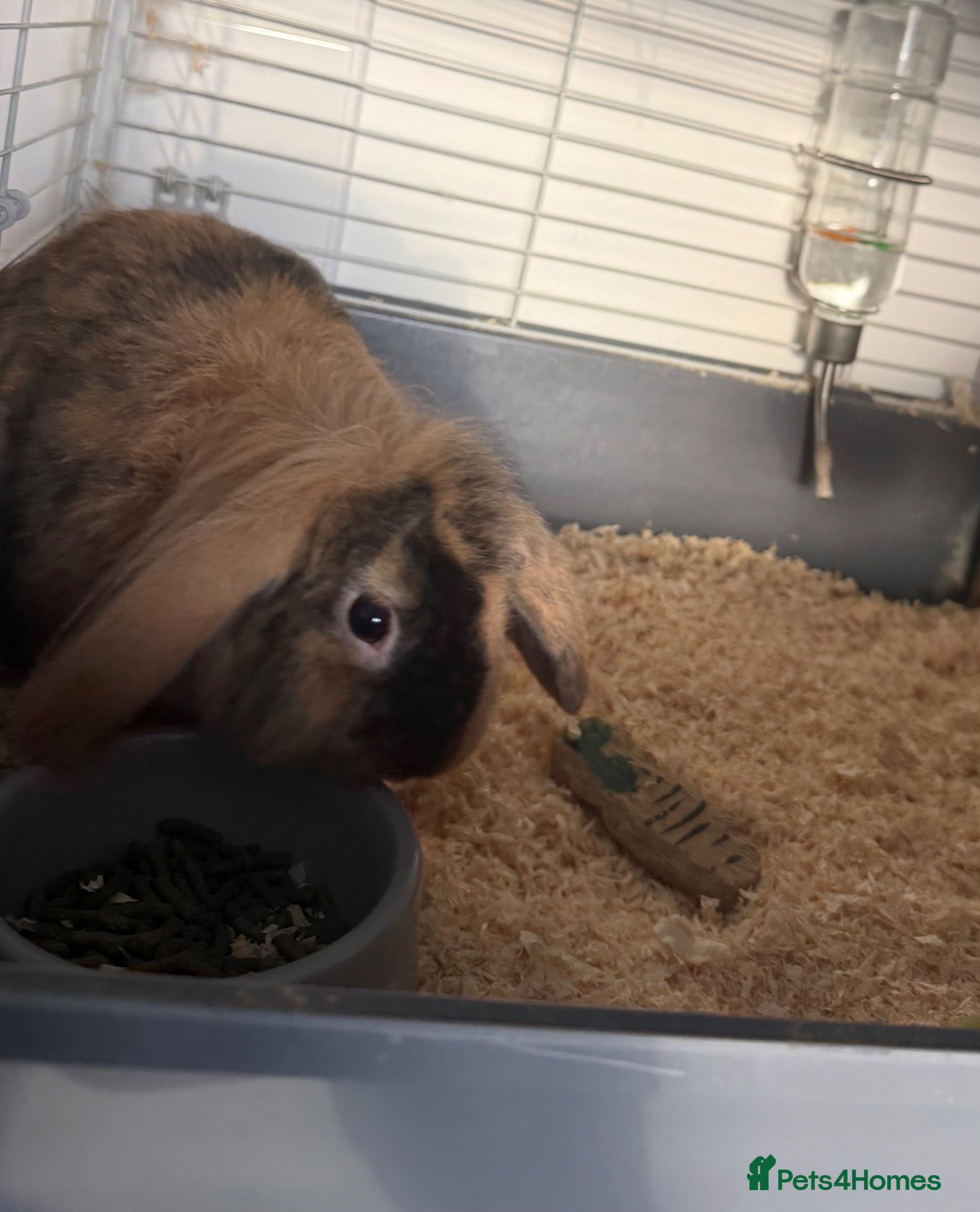 Dwarf Lop rabbits  Needs a new home - Advert 8