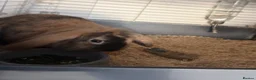 Dwarf Lop rabbits for sale:  Needs a new home - Advert 1