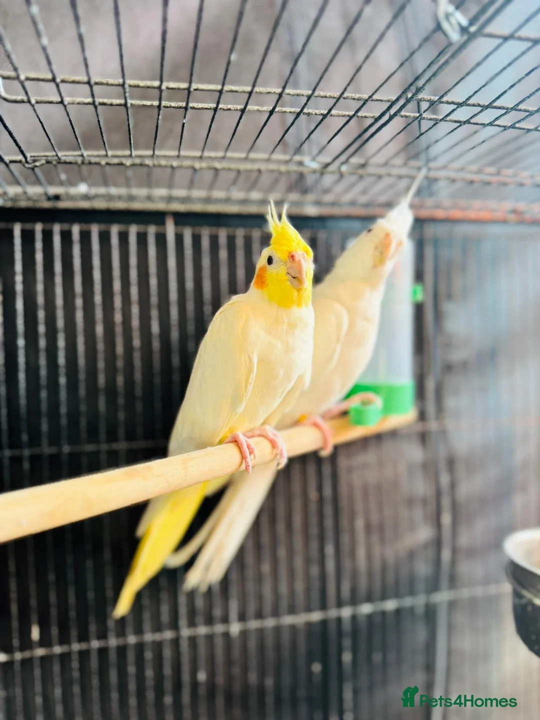 Cockatiels birds for sale: 1 pair of very beautiful cockatiels birds - Advert 2