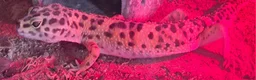 Leopard Gecko reptiles for sale: Leopard geckos in Tipton - Advert 6