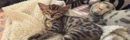 Bengal cats for sale: Little Bengal babies  - Advert 18