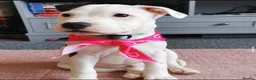 Staffordshire Bull Terrier dogs for sale: Staffy male for sale  - Advert 3