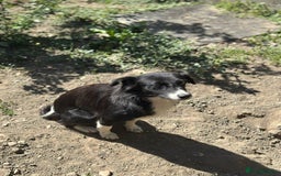 Mixed Breed dogs for adoption: 🐾🩷CANDY, a marvellous girl for a Loving Home🐾🏡 - Image 8