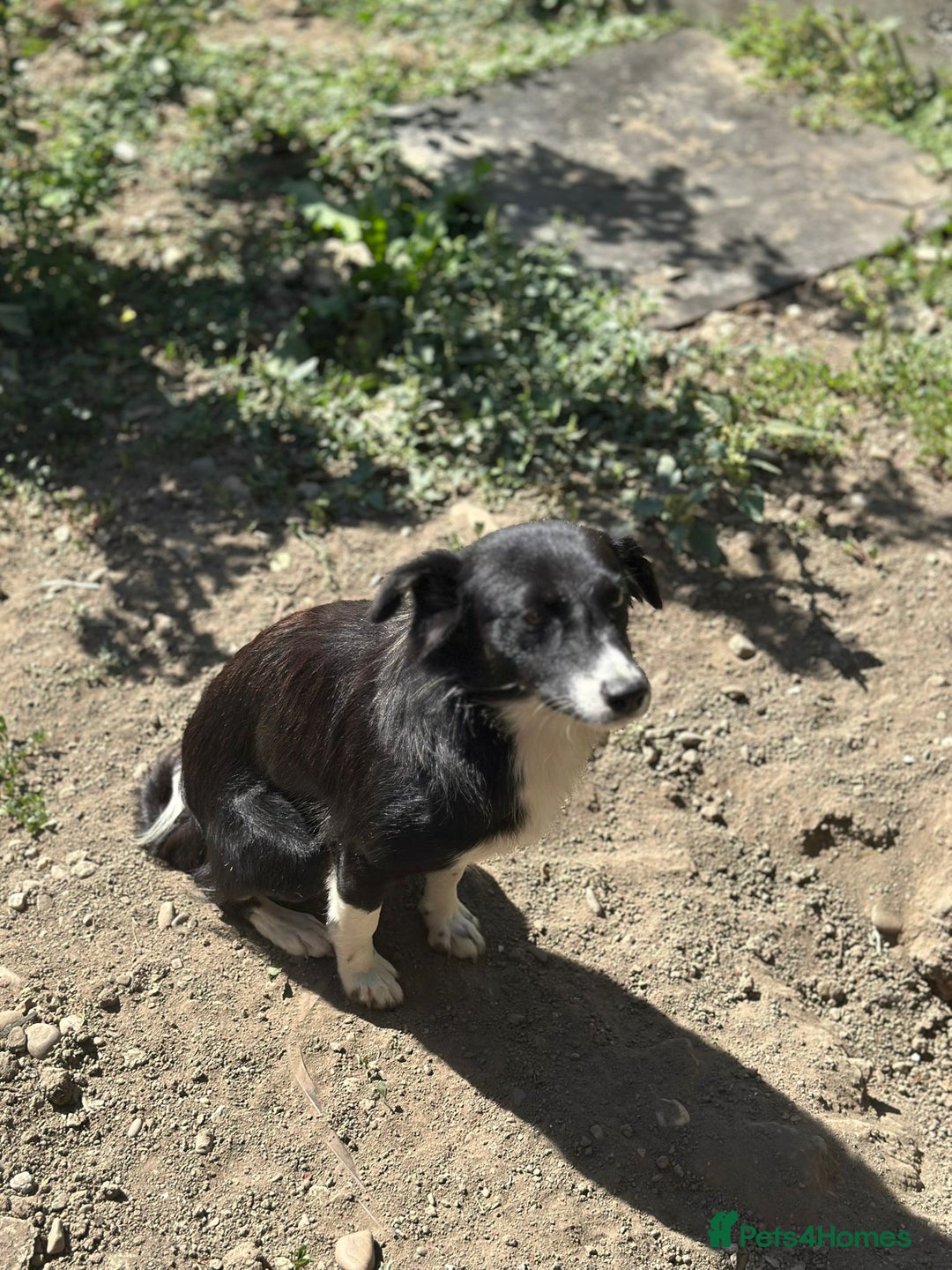 Mixed Breed dogs for adoption: 🐾🩷CANDY, a marvellous girl for a Loving Home🐾🏡 - Image 8