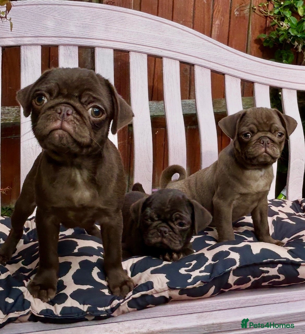 Pug dogs Beautiful chocolate PUG puppies ❤️ Ready Now ❤️ - Advert 9