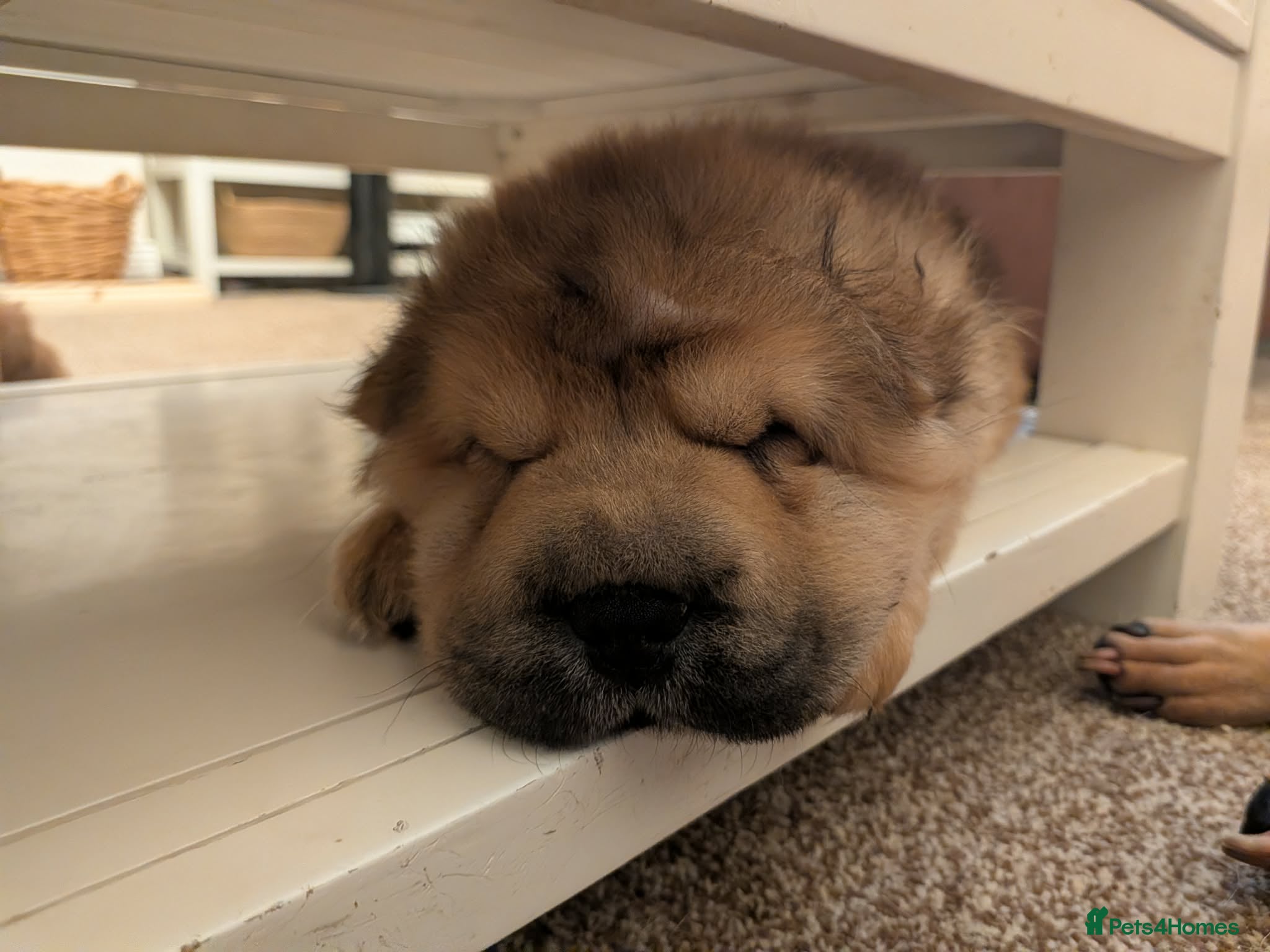 Shar Pei dogs ONLY 3 PUPPIES LEFT! BEAUTIFUL Shar Pei puppies  - Advert 10