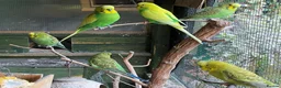 Budgerigars birds for sale: young male budgies in Ellesmere Port - Advert 1