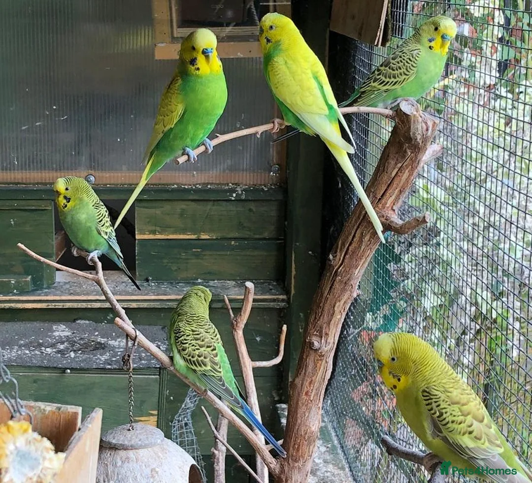 Budgerigars birds for sale: young male budgies in Ellesmere Port - Advert 1
