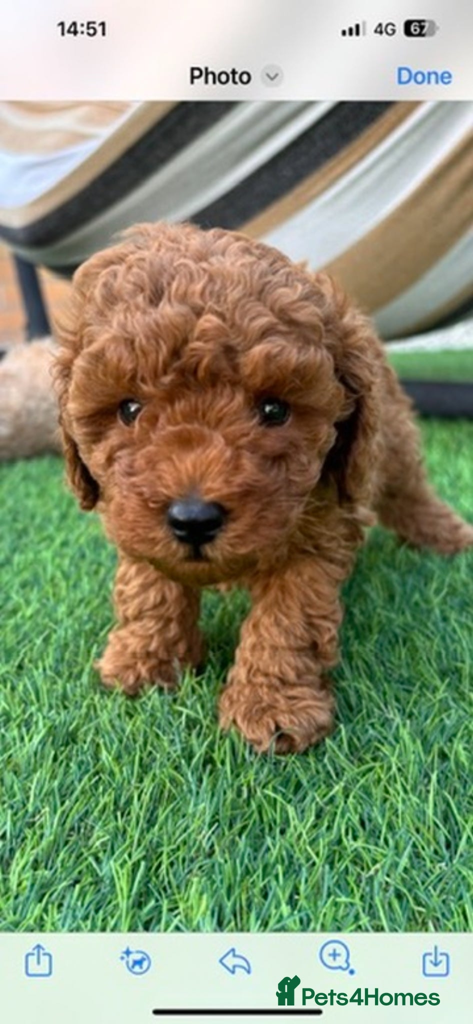 Toy Poodle dogs  KC REGISTERED Beautiful Red Toy poodle puppies  - Advert 3