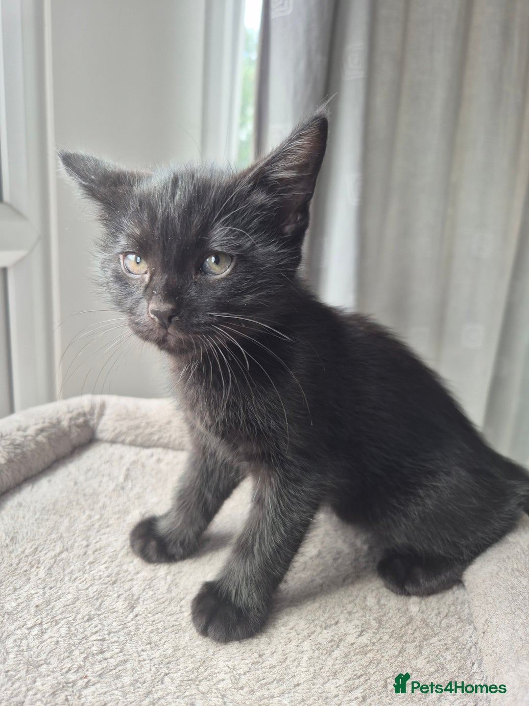 Mixed Breed cats for sale: 3 lovely playful male Kittens looking for home - Image 10