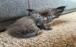 Mixed Breed cats for sale: 4 kittens for sale  - Image 1