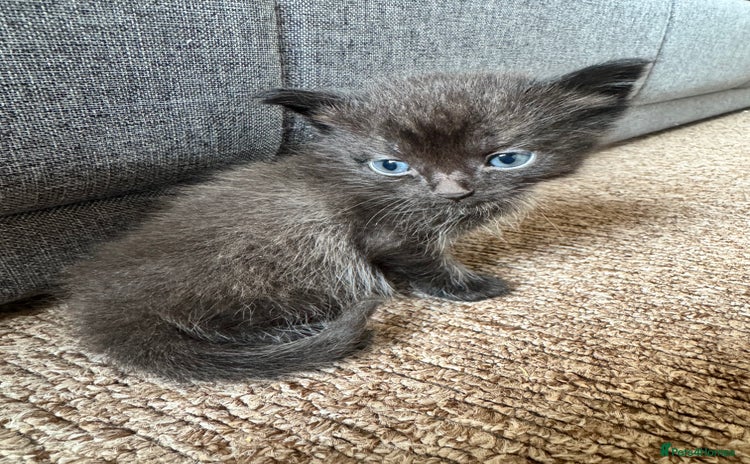 Mixed Breed cats - Advert 8