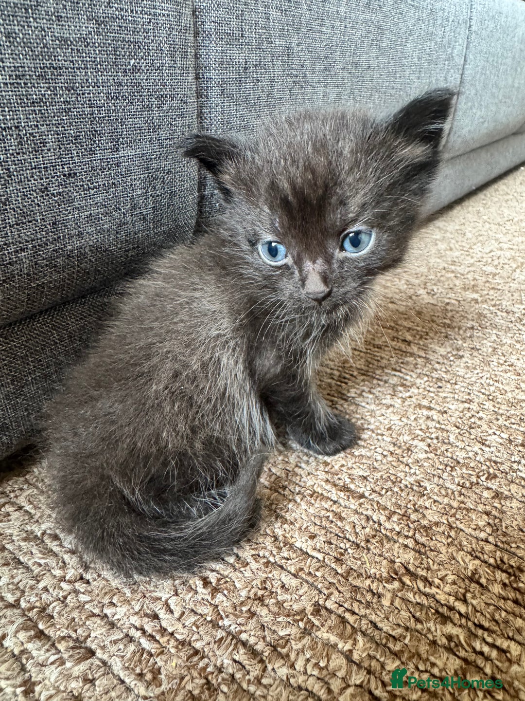 Mixed Breed cats for sale: 4 kittens for sale  - Image 1