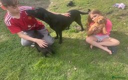 Labrador Retriever dogs for sale: Beautiful Labrador pups  - Image 19