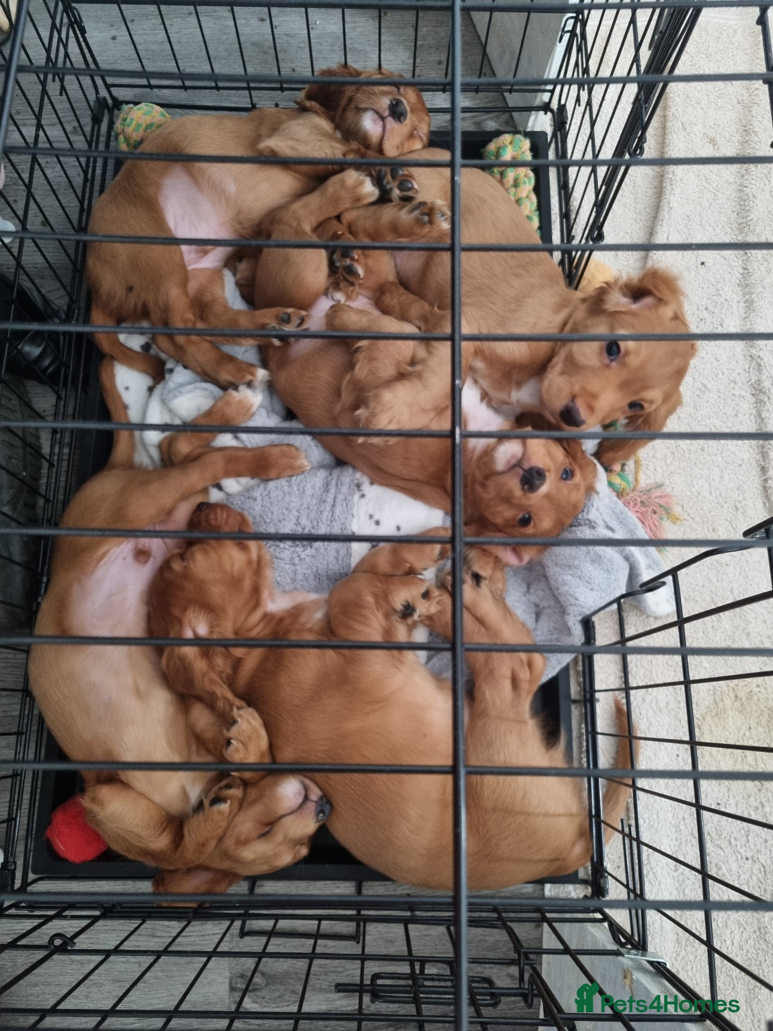 Cocker Spaniel dogs Cocker spaniel puppies - Advert 15