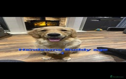 Golden Retriever dogs for stud: EXTENSIVELY HEALTH TESTED, KC Reg PROVEN in Bishop Auckland - Image 16