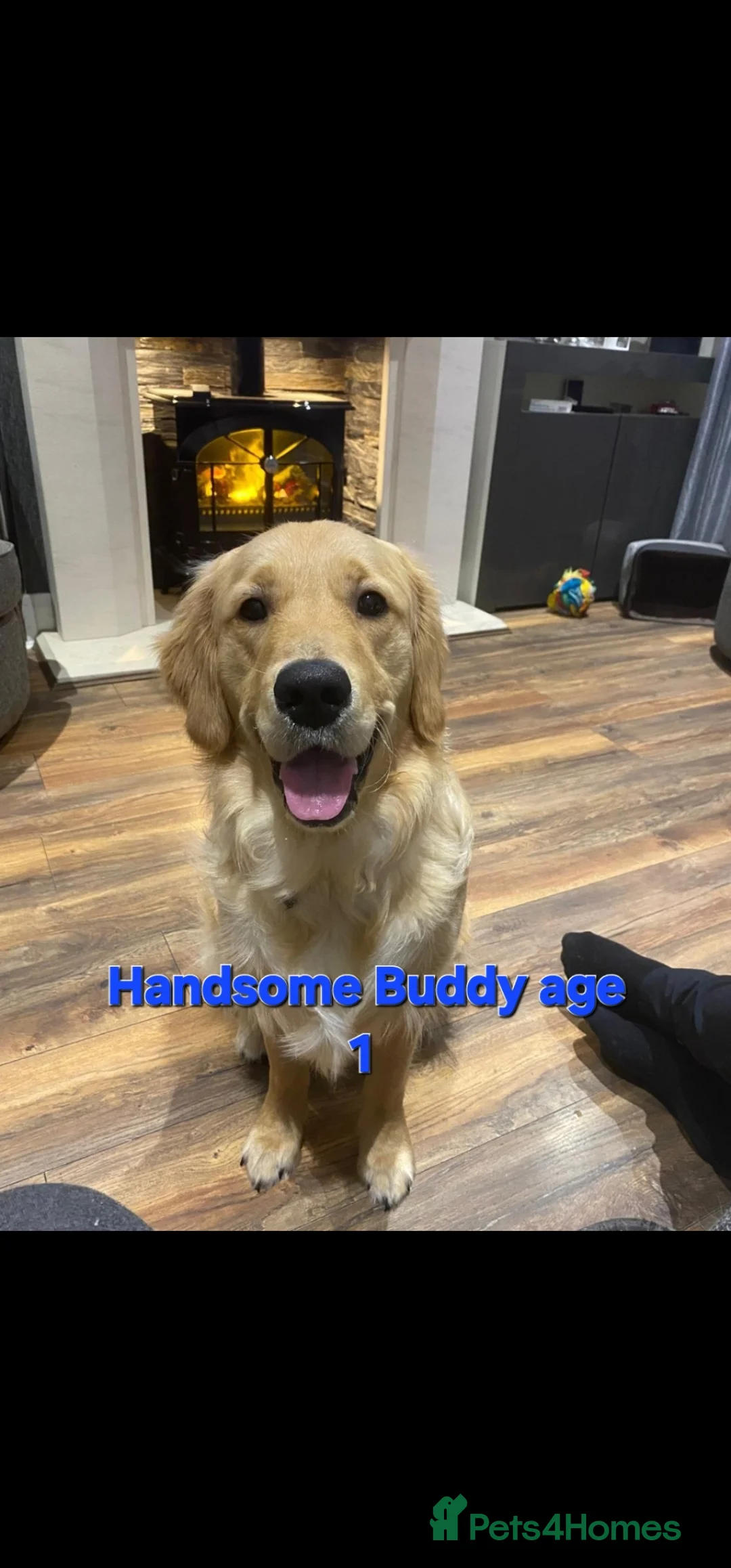 Golden Retriever dogs for stud: EXTENSIVELY HEALTH TESTED, KC Reg PROVEN in Bishop Auckland - Advert 16