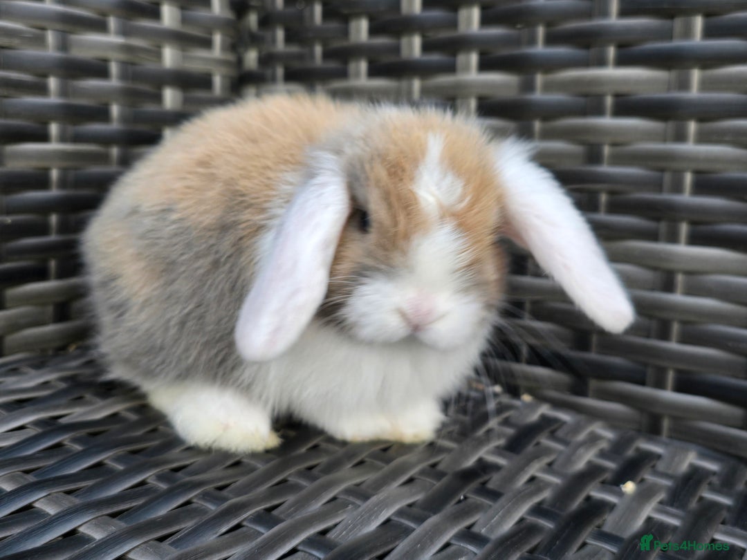 Mini Lop rabbits for sale: Cute Mini Lop Bunnies - Image 6