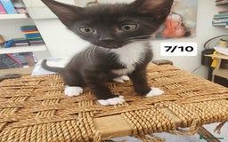 Bombay cats for sale: Bombay X Siberian kittens - Image 3