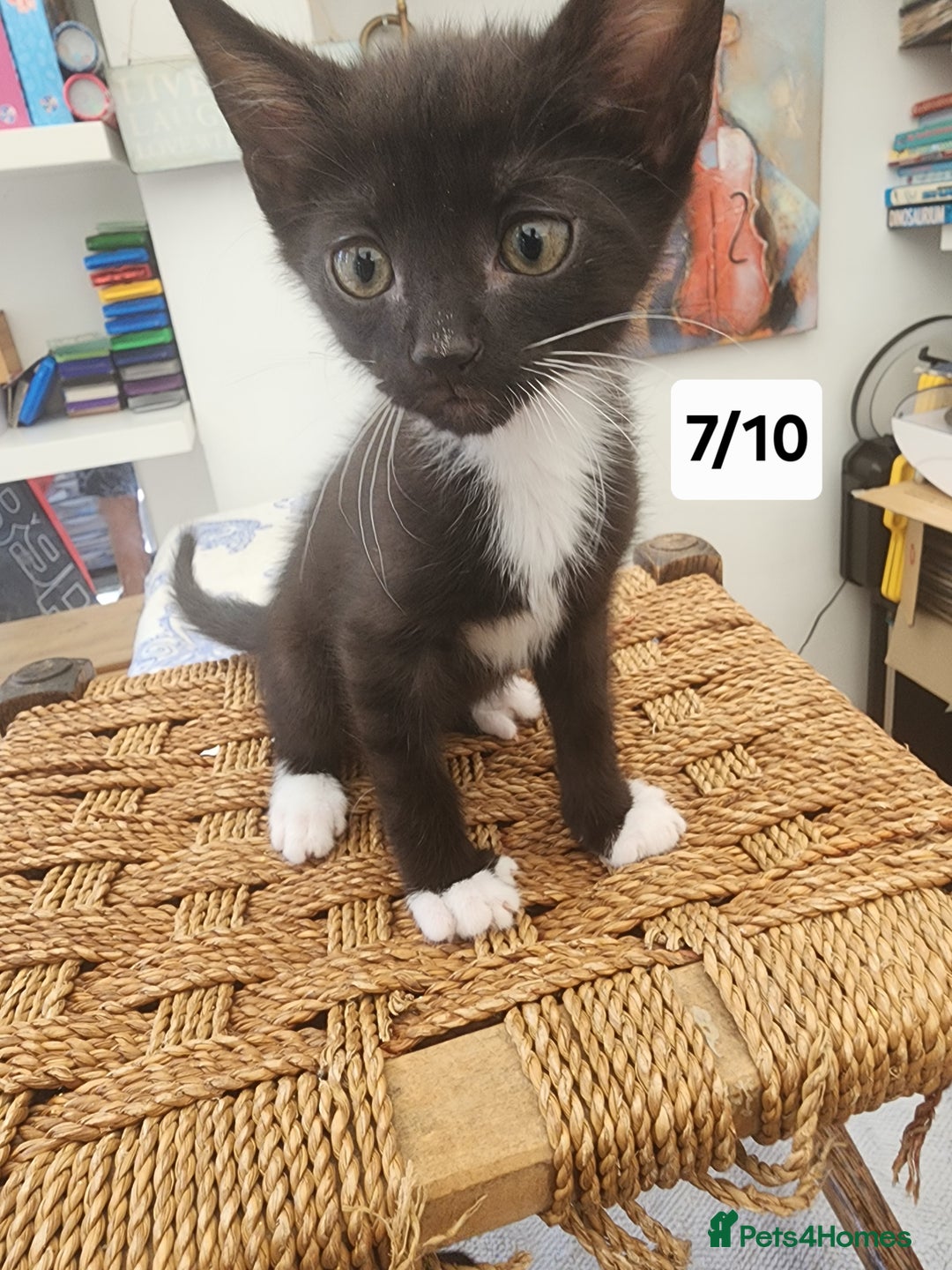 Bombay cats for sale: Bombay X Siberian kittens - Image 3