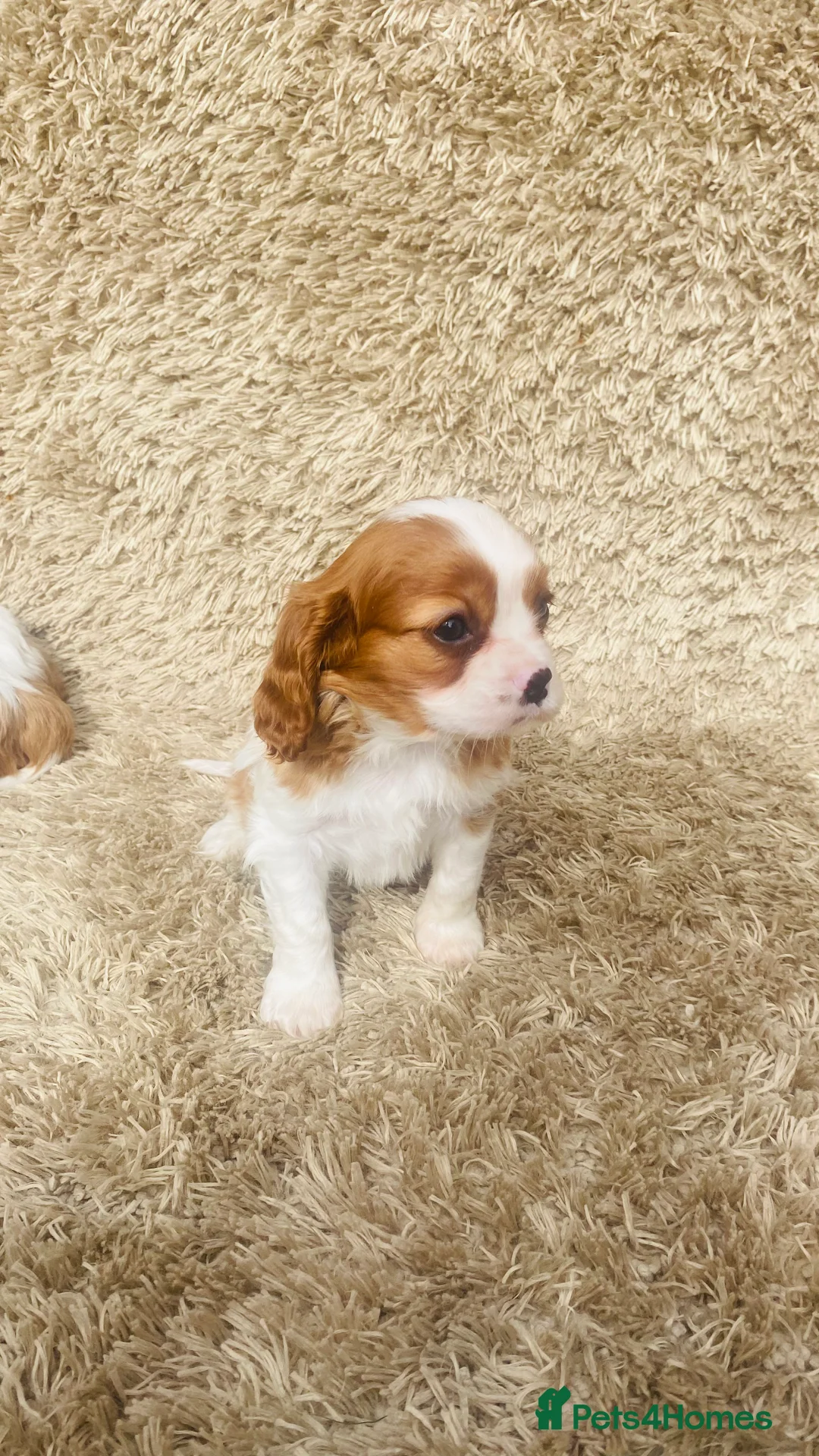 Cavalier King Charles Spaniel dogs for sale: Cavalier King Charles  - Advert 29