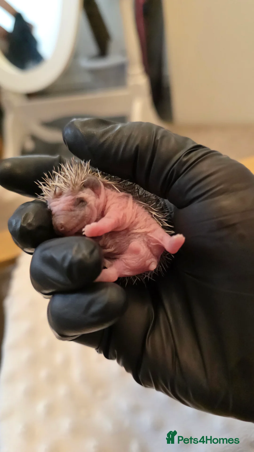 Pygmy Hedgehog rodents for sale: African Pygmy hedgehog babies - Advert 11