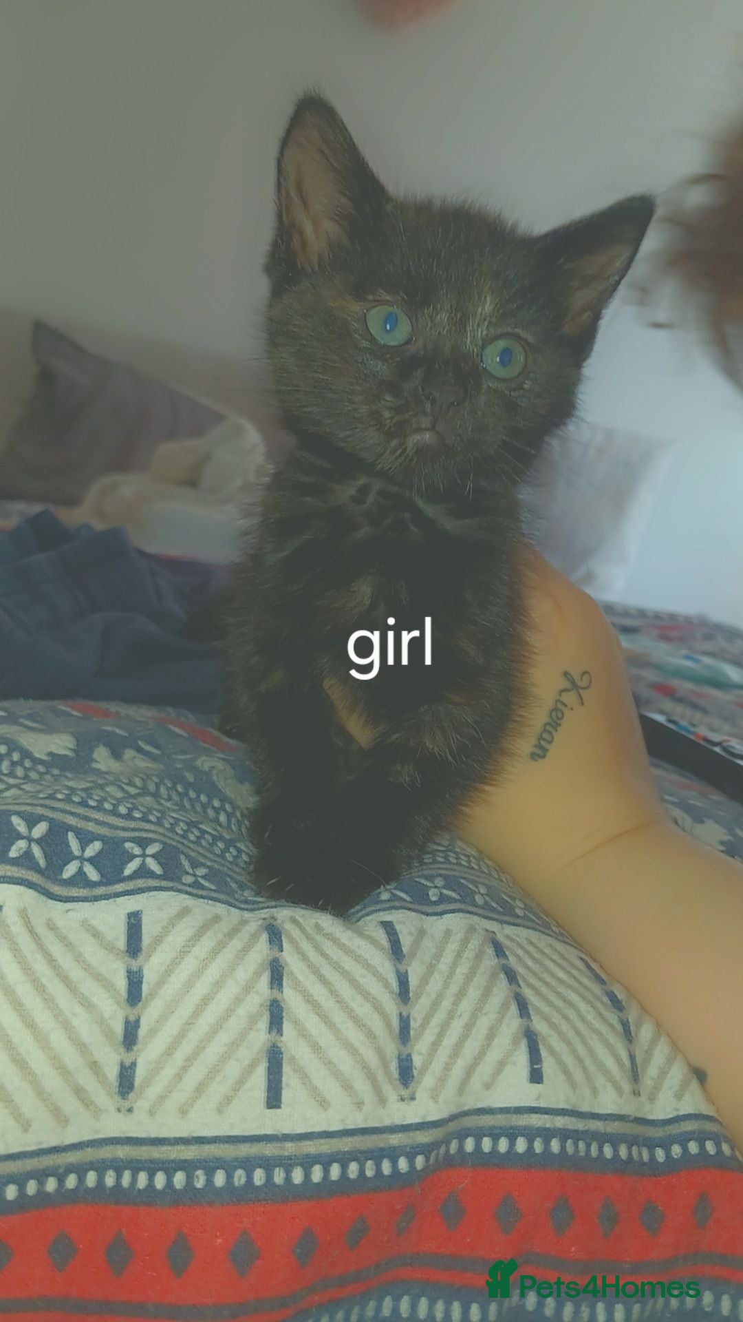 Mixed Breed cats Female kitten  - Advert 1