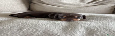 Miniature Dachshund 3