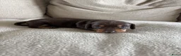 Miniature Dachshund dogs for sale: KC registered Miniature Dachshund  in Gloucester - Advert 8