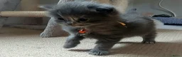 Ragdoll cats for sale: X6 Beautiful Ragdoll/Persian "Perdoll" Kittens - Advert 30
