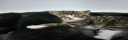 Mixed Breed cats for sale: 2 kittens - to stay together - Advert 3