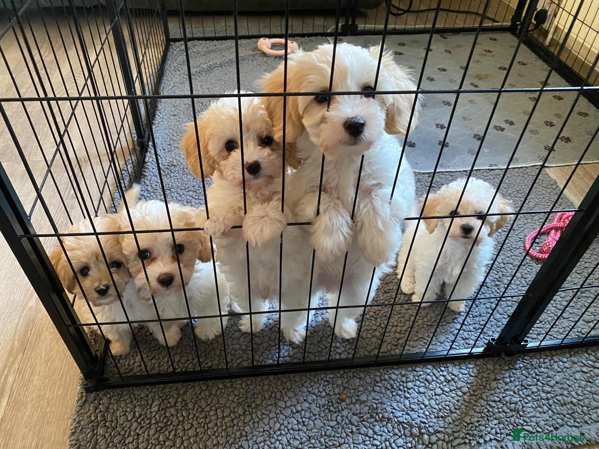 Cavapoochon dogs Cavapoochon puppies with 5 weeks free insurance   - Advert 15