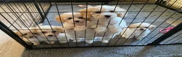 Cavapoochon dogs for sale: Cavapoochon puppies with 5 weeks free insurance   - Advert 1