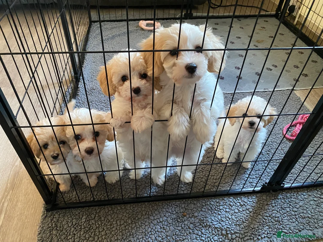 Cavapoochon dogs for sale: Cavapoochon puppies with 5 weeks free insurance   - Advert 1