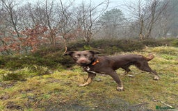 Borador dogs for stud: Borador for Stud - Image 6