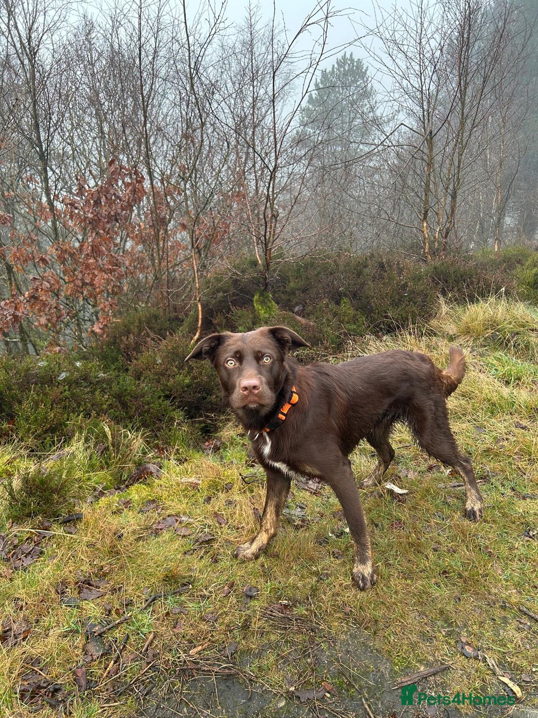 Borador dogs for stud: Borador for Stud - Image 6