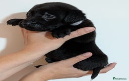 Labrador Retriever dogs for sale: litter of 11 kc reg lab retrievers 10weeks old - Image 21
