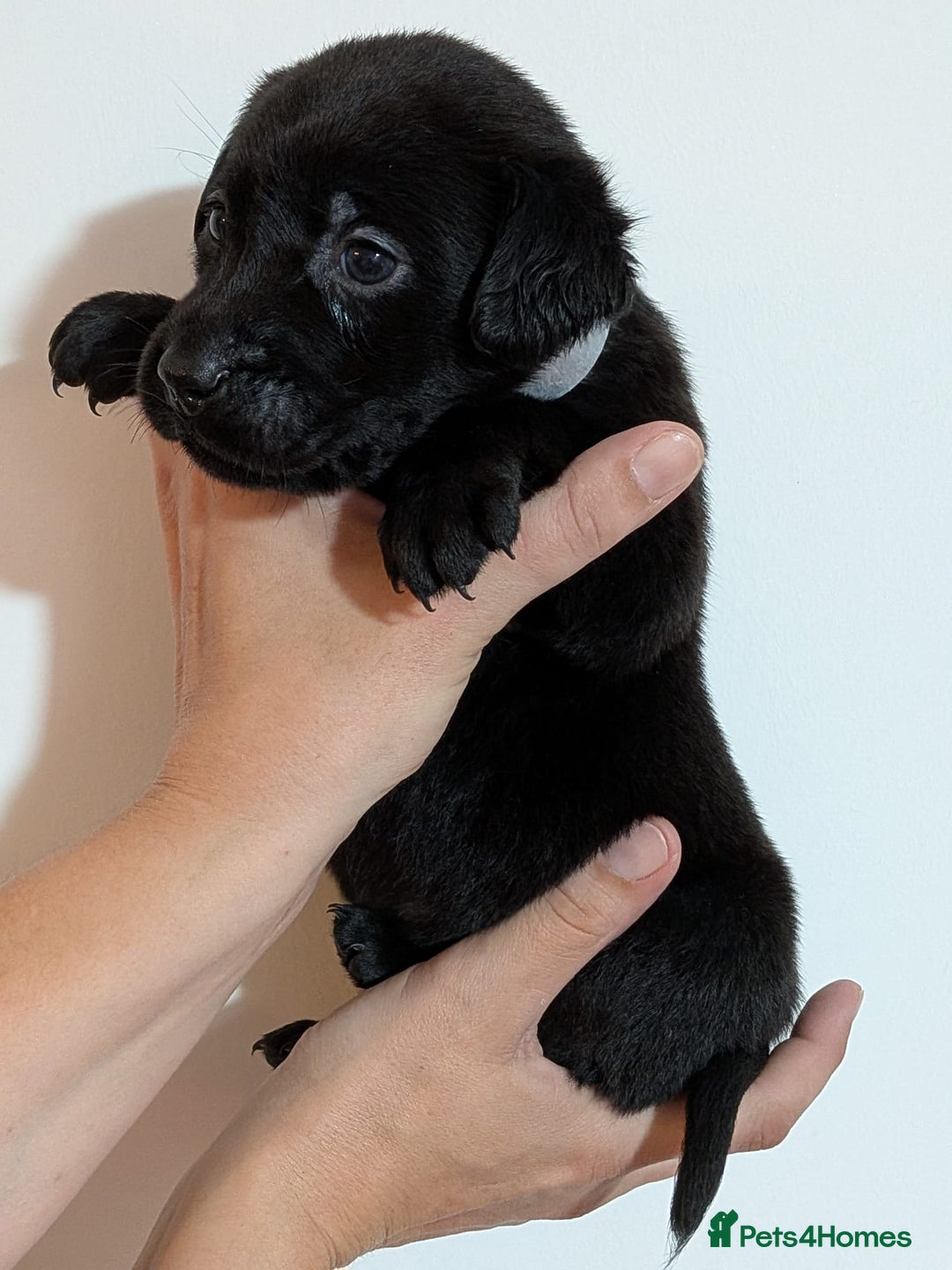 Labrador Retriever dogs for sale: litter of 11 kc reg lab retrievers 10weeks old - Image 21