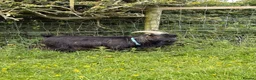 Goats livestock for sale: Billy Pygmy extra small  - Advert 4