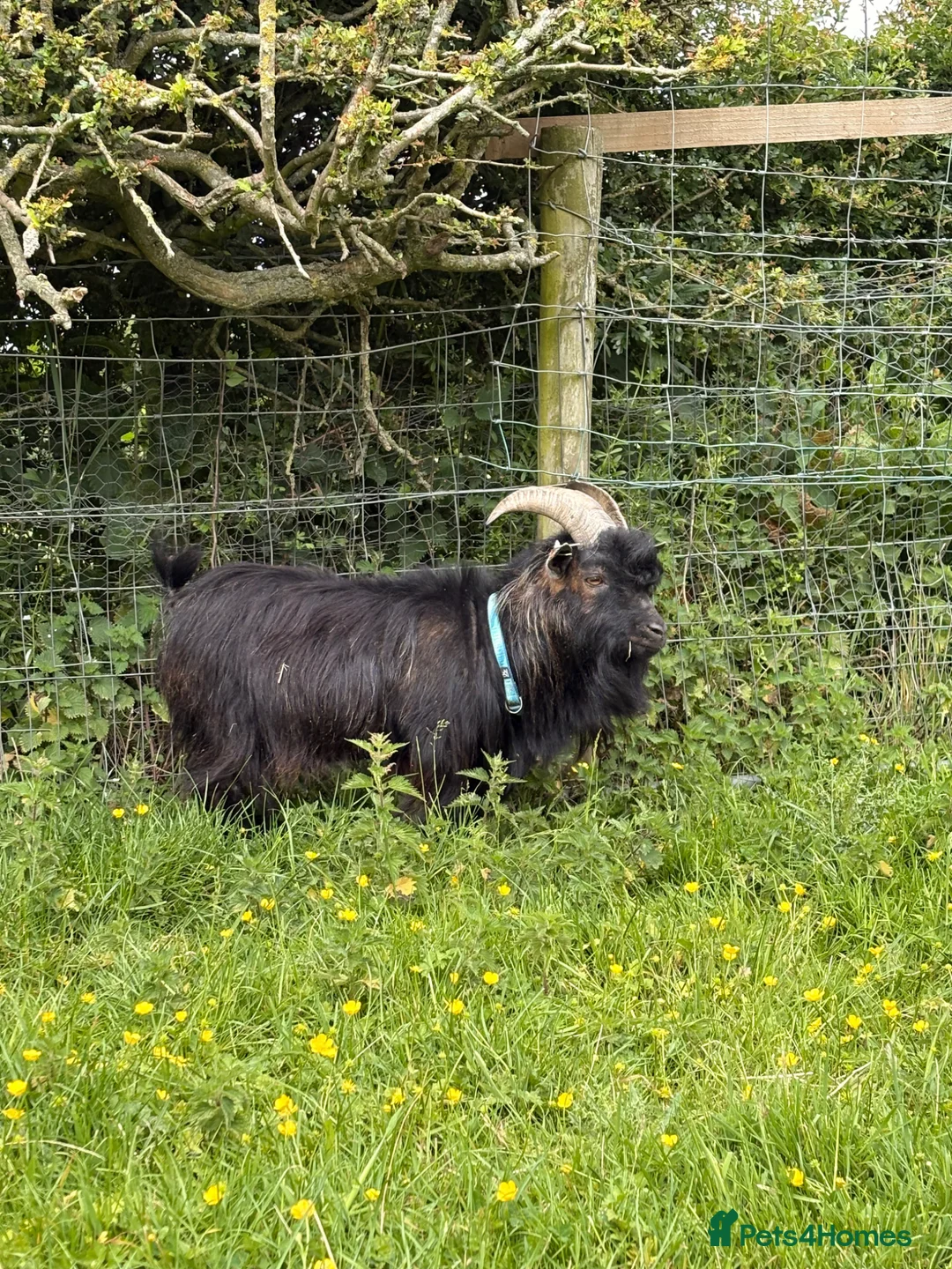 Goats livestock for sale: Billy Pygmy extra small  - Advert 4
