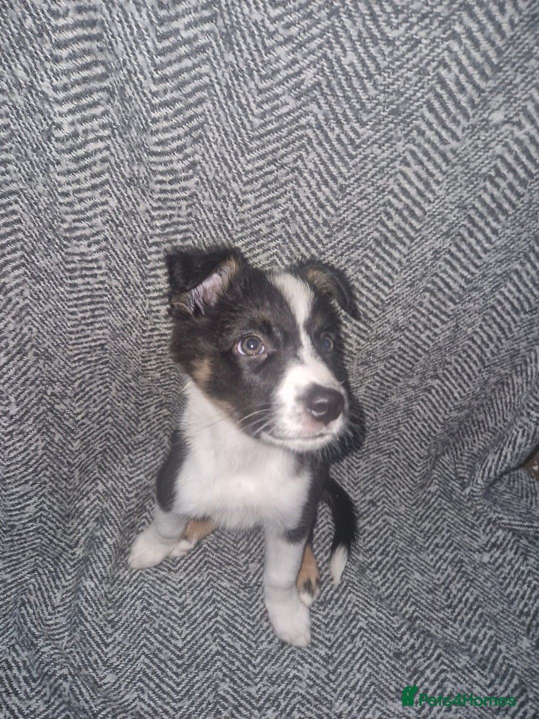 Border Collie dogs for sale: Stunning little litter of border collies  - Image 8